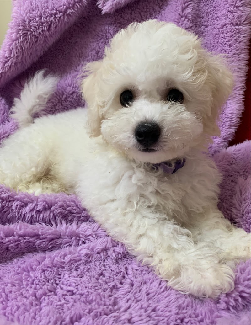 ドッグサロンＡｐｐｌｅＲｏａｄ