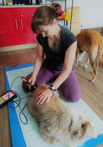 Barnaby's Home - Hunde-Physiotherapie in Wehrheim - Thumbnail