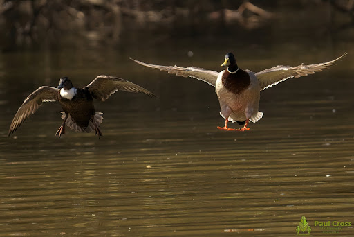 Ifield Mill Pond - Visual