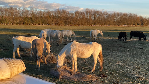 Safari Camargue Labrousse Gallery - France