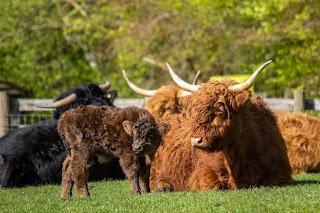Cotswold Farm Park