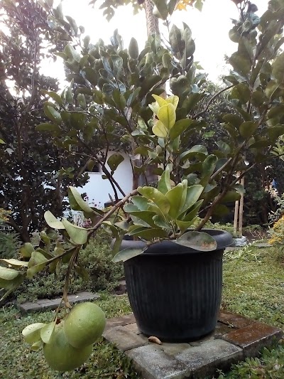 Photos of PAMELO ART & GARDEN SEBALOR