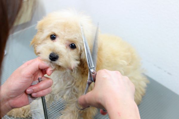 トリミングサロン-ポルタ-