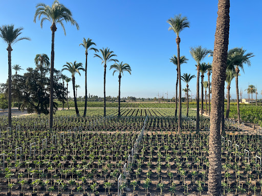 Viveros Elche - Borisa - Foto 1