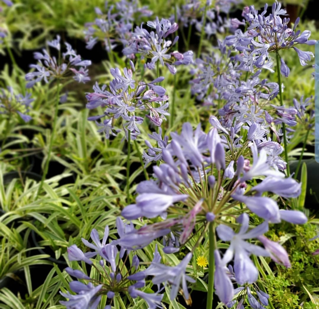 Monroe Pacific Nursery
