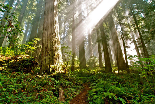 Del Norte Coast Redwoods State Park