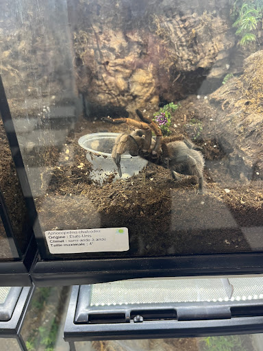 Tarantula Canada - Visual