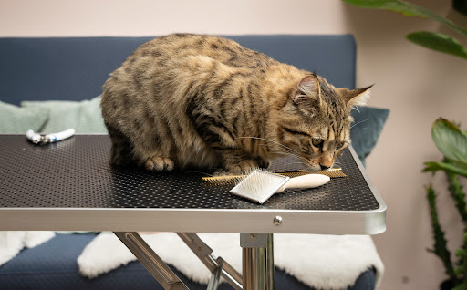 Cats Class - Visual