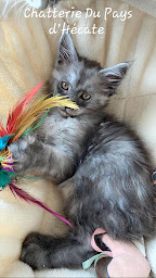 Photo n°6 de Chatterie du Pays d’Hécate : Élevage de chats/chatons maine coon Loof en Indre-et-Loire, Centre-Val de Loire à Chambourg-sur-Indre (Éleveur de chats)