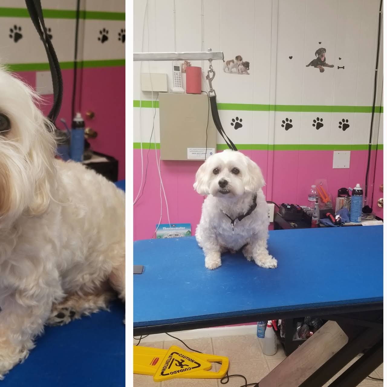 Happy Tails Dog Grooming Pet Groomer in Lomita