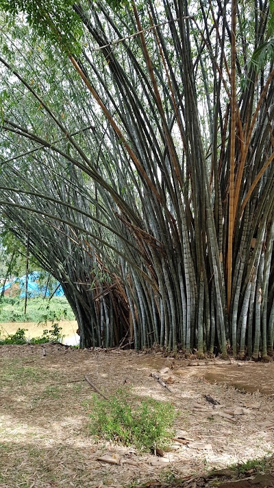 Photos of College Botanical Garden
