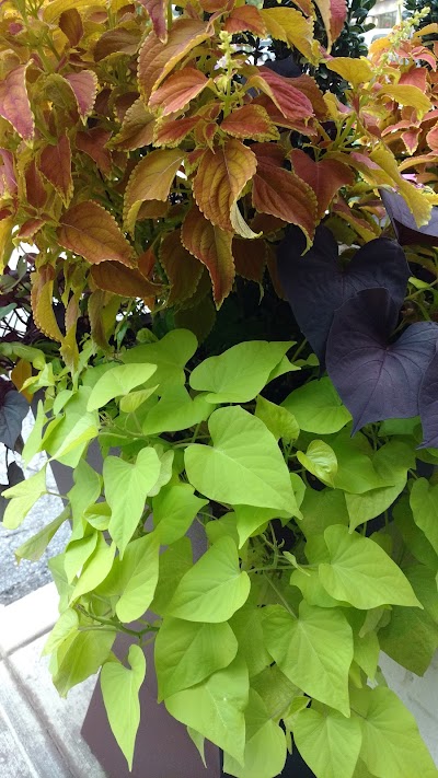 Photos of Top Spice Thai & Malaysian Cuisine