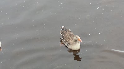 Photos of Corbally Birdwatch