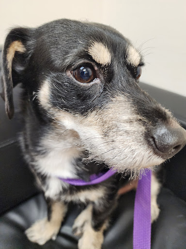 Cornell Road Veterinary Clinic - Thumbnail