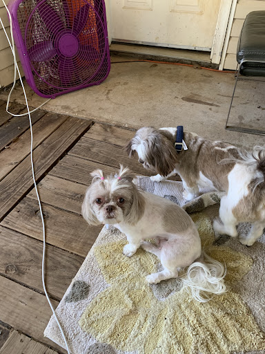 Pup Town Grooming - Thumbnail