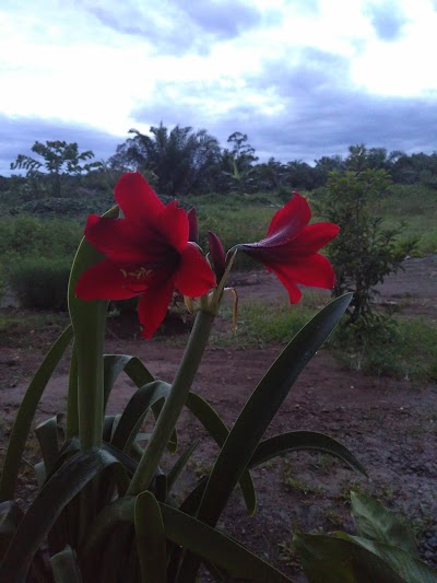 Photos of Perumahan Mutiara Masang Permai Padang Sawah