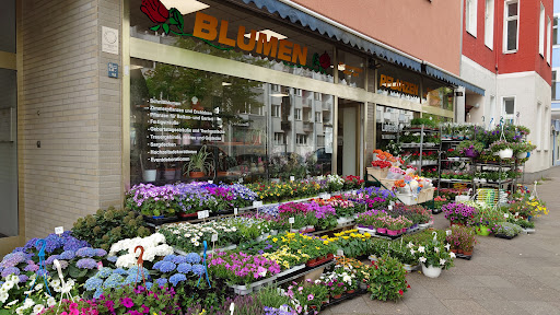 Blumenlotte - Visual