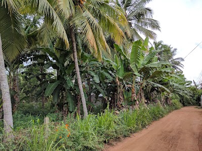 Photos of New Peacock Resort