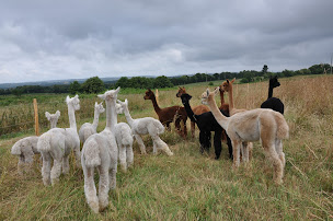 Photo n°3 de Elevage des Alpagas du Rompay à Gourlizon (Éleveur)