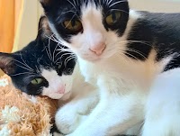 猫達の歌声が聞こえる？食事処カギしっぽ