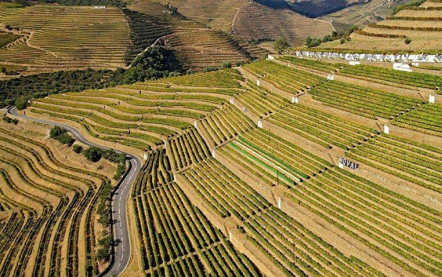 Quinta do Noval- vinhas e adega