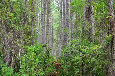 Santa Fe Swamp Lake Alto Tract