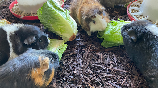 Tennessee Cavies Guinea Pig Rescue & Exotic Animal Sanctuary (Kentucky Cavies)