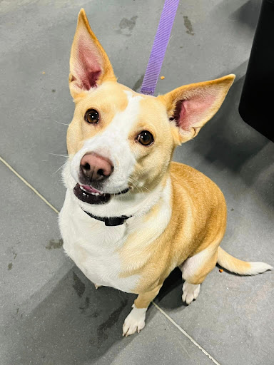 Carolina Value Pet Care - Thumbnail