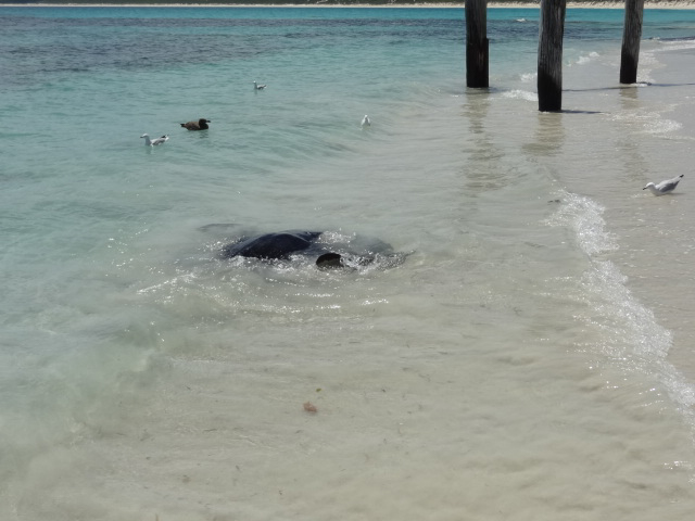 Hamelin Bay