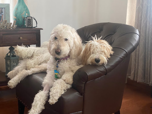 Pennsylvania Animal Wellness and Surgery - Thumbnail