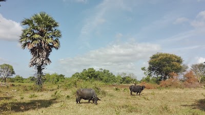 Photos of NLDB Polonnaruwa Farm