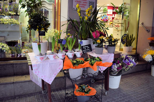 Floristeria Gras - Thumbnail