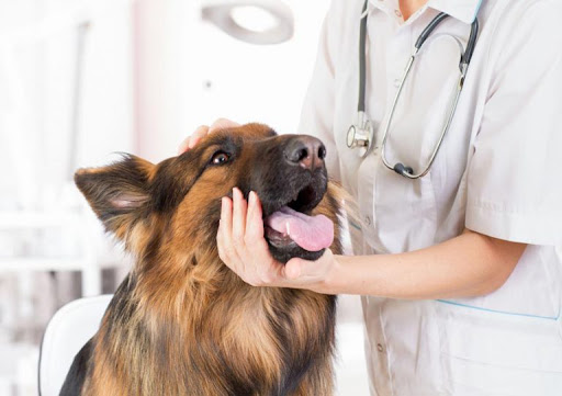 Centro Clínico Veterinario Ciudad de Los Ángeles