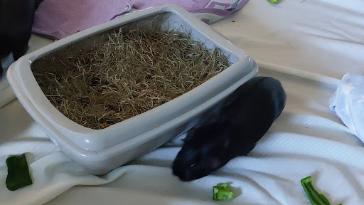 Glynneath Guinea Pig Rescue