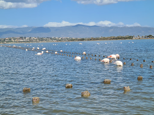 Flamingo-View - Thumbnail