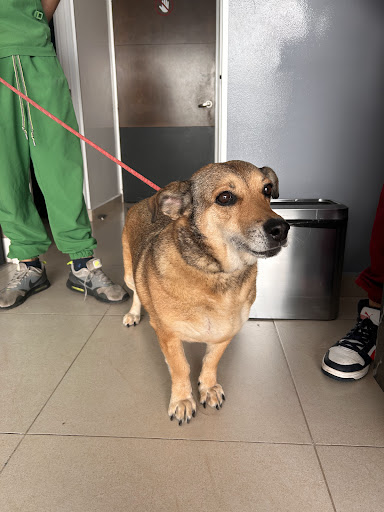 Clínica Veterinaria Albaitaria