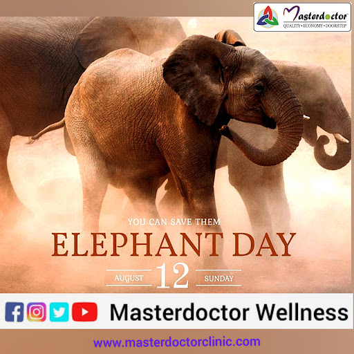 On August 12, 2012, the inaugural World Elephant Day was launched to bring attention to the urgen… post image