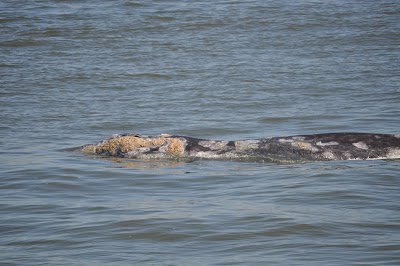 San Francisco Whale Tours