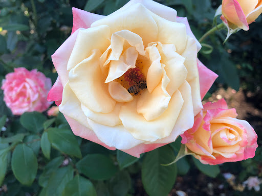 Shakespeare Garden - Visual