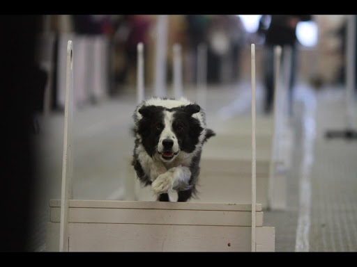 Jarvis Flyball Box - Thumbnail