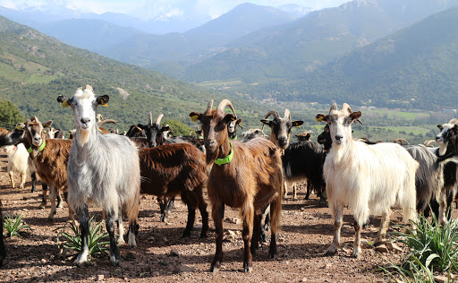 Corsica Dreams - Thumbnail