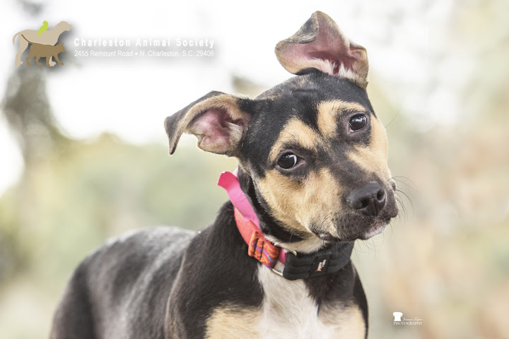 Charleston Animal Society by null