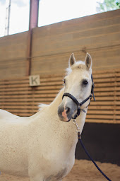 Photo n°10 de Jumping Club d'Auxerre à Auxerre (Centre équestre)