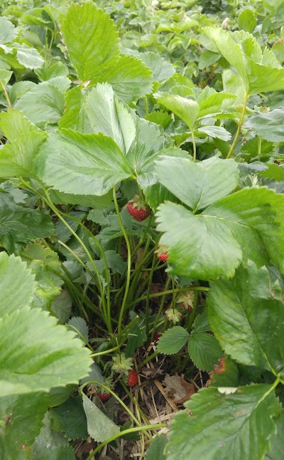 Photos of Butler's Orchard