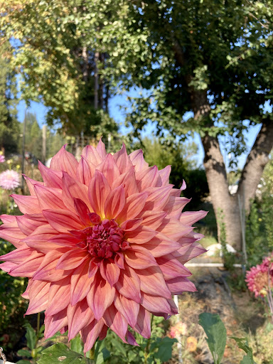 Clack's Dahlia Patch - Visual