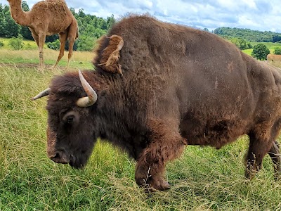 Fort Chiswell Animal Park