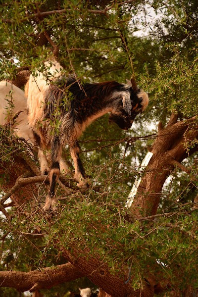 Photos of Cabras de Arg&aacute;n