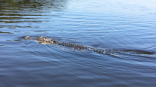 Private Airboat Tours - Thumbnail