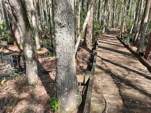 Fanny Bay Boardwalk Interpretive Trail - Thumbnail
