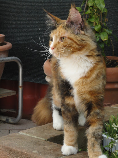 I GATTI DI GIULIA - allevamenti Main Coon, Siberiani Pontedera - Thumbnail